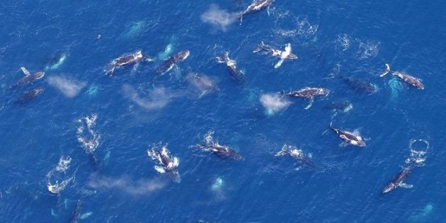 Зачем горбатые киты собираются в стада