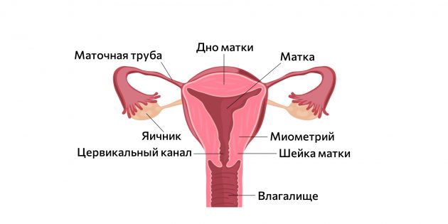 Женские половые органы. Во время перевязки маточную трубу отделяют от матки 