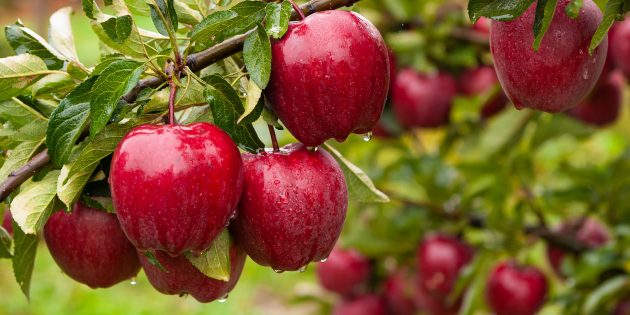 Где искать витамины осенью: в яблоках