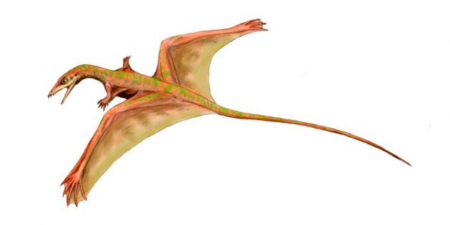 Странные существа: шаровиптерикс — мини-дракон с ногами-крыльями