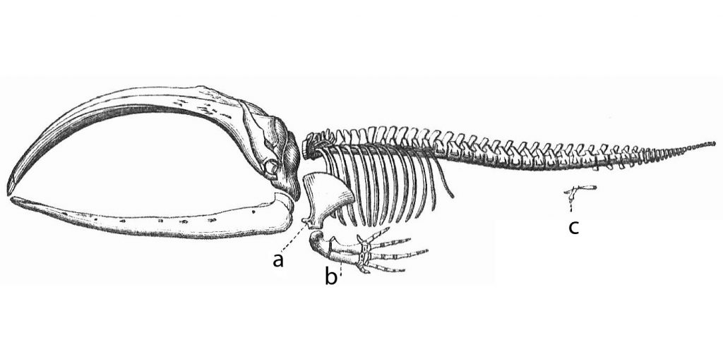 Скелет усатого кита