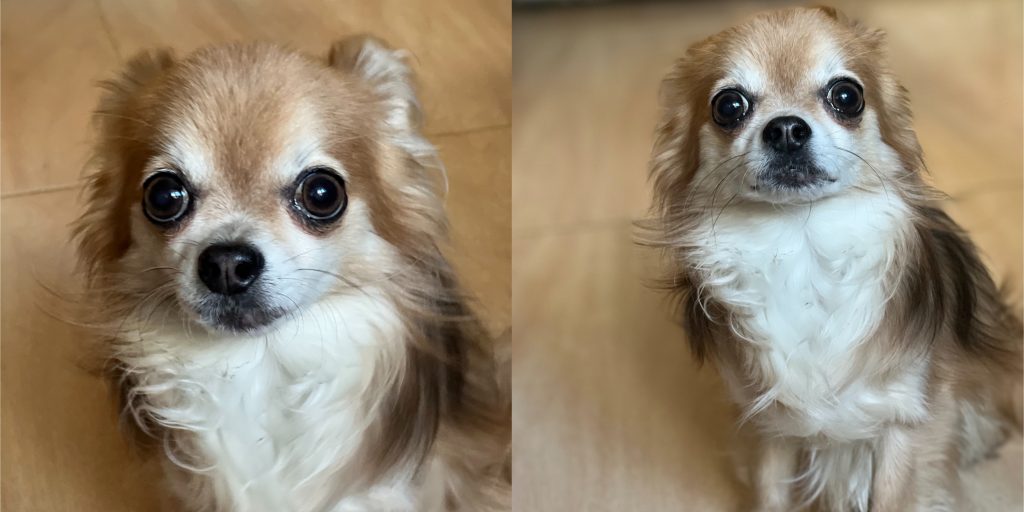 Фото собаки в портретном режиме камерой iPhone 13 Pro с телеобъективом