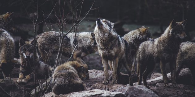 Волки воют не из-за Луны