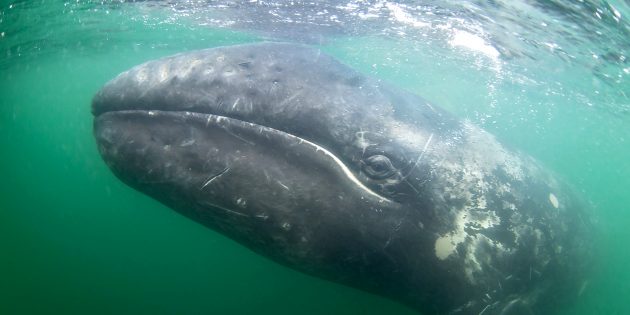 Гренландский и серый киты (охотская популяция)