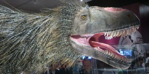 Необычные динозавры: ютираннус