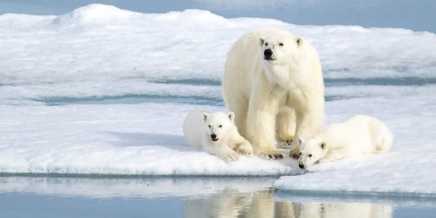 Исчезающие виды животных: белый медведь