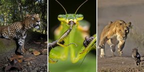 Лучшие фото дикой природы за 2021 год: объявлены победители конкурса Nature InFocus