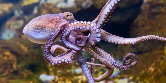 Осьминоги, кальмары и лобстеры признаны разумными существами