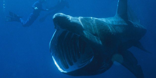 Гигантская акула кормится. Она не может укусить, потому что у неё нет зубов