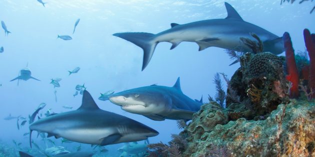 Карибские рифовые акулы прогуливаются вместе с лимонной акулой