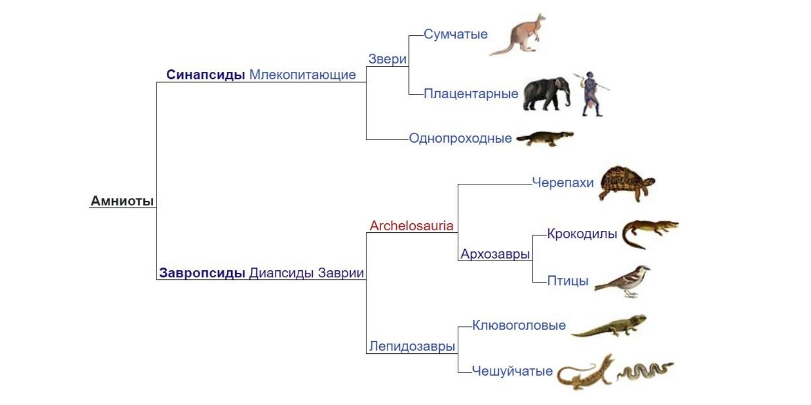 Эволюционные изменения млекопитающих. Эволюция млекопитающих. Эволюция млекопитающих схема. От кого произошли млекопитающие. Колюция млекопитающих животных.