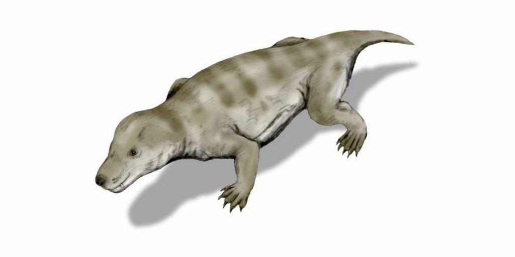 Цинодонт рода Trirachodon раннего триасового периода из Южной Африки