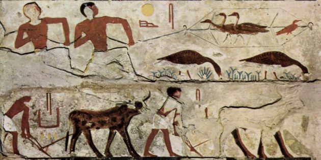 В Египте ели ежей