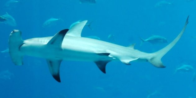 Факты об акулах: они не главная опасность в море