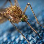 7 причин, почему вы привлекательны для комаров