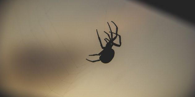 12 мифов о пауках, в которые вы верите абсолютно зря
