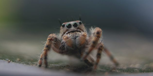 12 мифов о пауках, в которые вы верите абсолютно зря