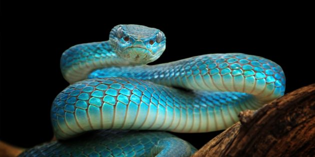 12 популярных мифов о змеях