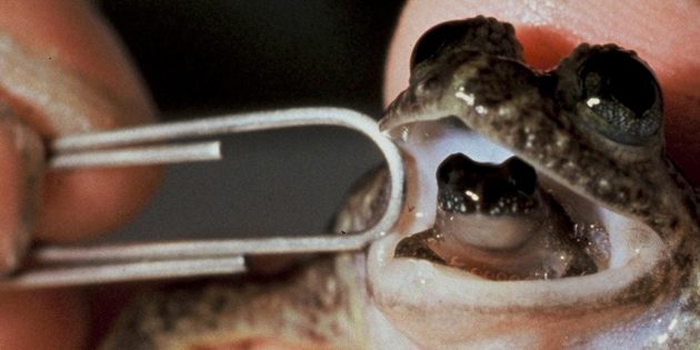 Необычные животные: заботливая лягушка реобатрахус рожает через рот