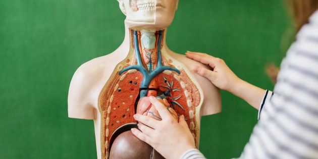 Статьи о здоровье: 10 органов, без которых люди на самом деле могут обойтись