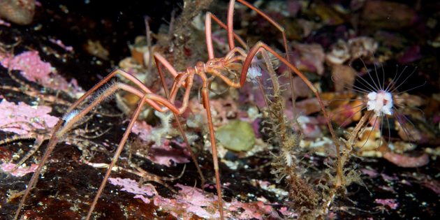 Необычные животные: морской паук дышит и размножается ногами