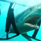 Не болеют раком и никогда не спят: 12 мифов об акулах, в которые не стоит верить
