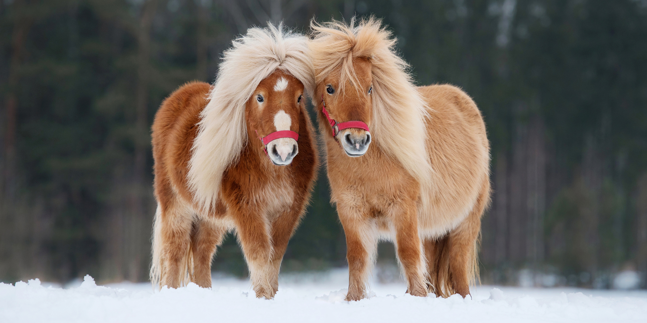 средневековые лошади