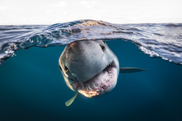 Лучшие фото подводного мира с конкурса UPY2022