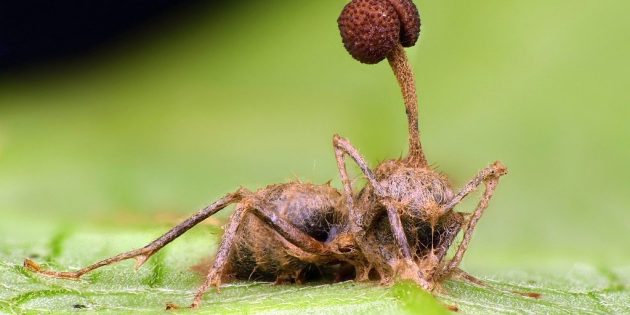 10 удивительных фактов о грибах, внушающие уважение и трепет