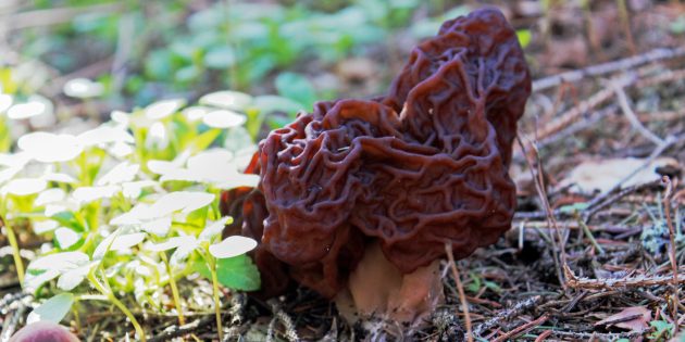 10 amazing facts about mushrooms, inspiring respect and awe