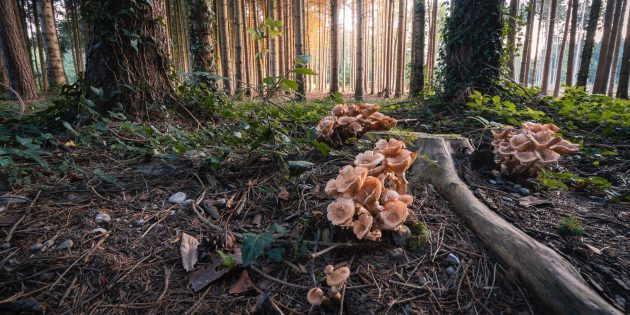 10 удивительных фактов о грибах, внушающие уважение и трепет