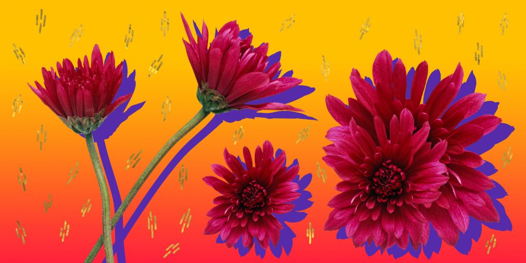 10 красивых цветов для клумбы, за которыми легко ухаживать