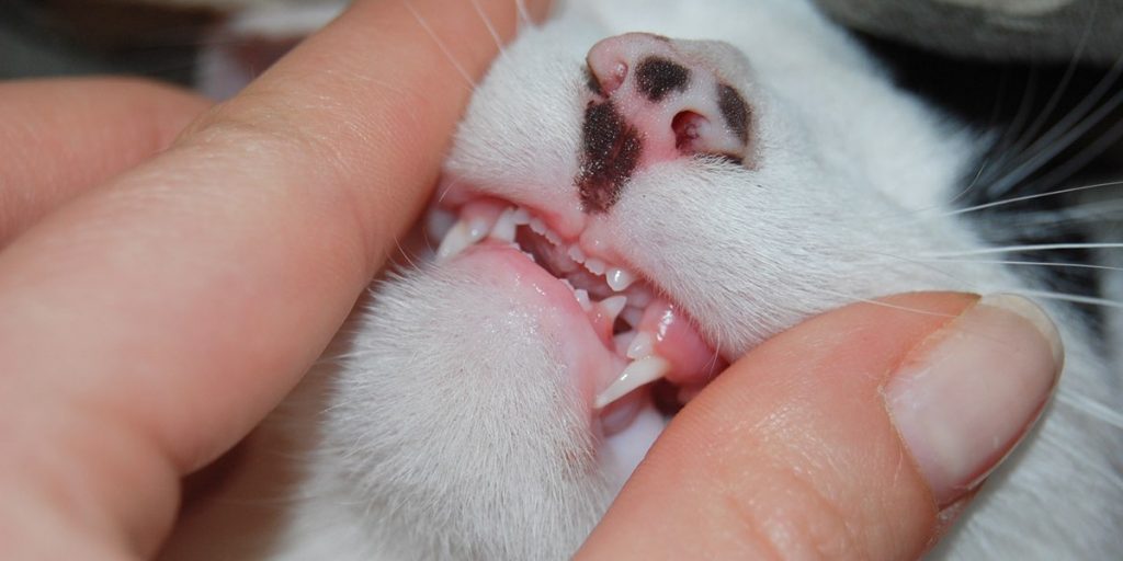Как определить возраст котёнка по зубам: посмотрите на клыки