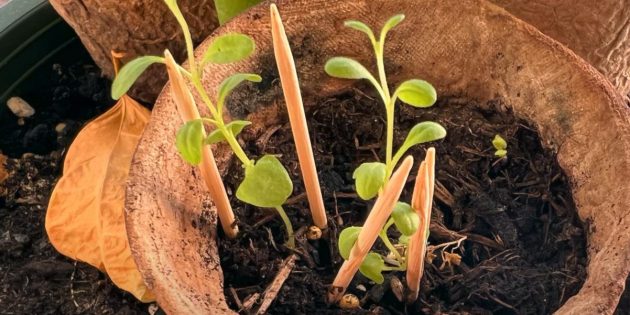 Как вырастить лаванду в домашних условиях: рассадите ростки по отдельным горшочкам