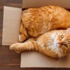 5 причин, почему кошки так любят коробки