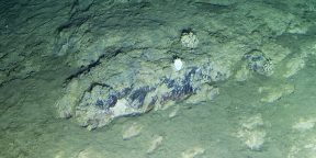 В глубоководной впадине у берегов Чили обнаружили неизвестные науке микроорганизмы