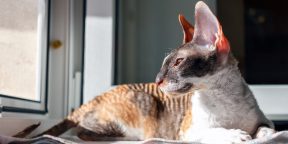 Кудрявый кот с характером собаки: что нужно знать о породе корниш-рексов