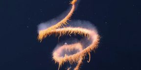 Учёные показали удивительное змееподобное существо из глубин океана