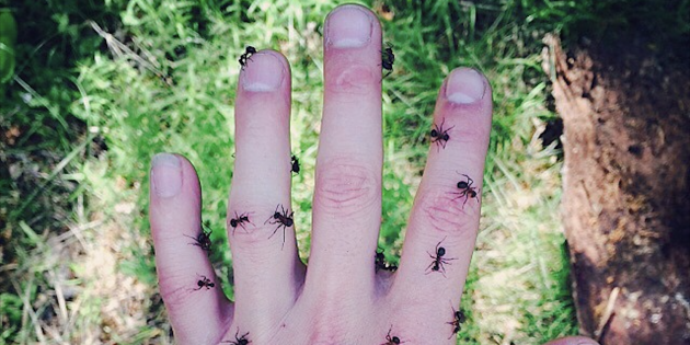 Мирмеколог — специалист, изучающий муравьёв