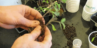 Как пикировать рассаду перца, помидоров, баклажанов, капусты: отделите росточки друг от друга