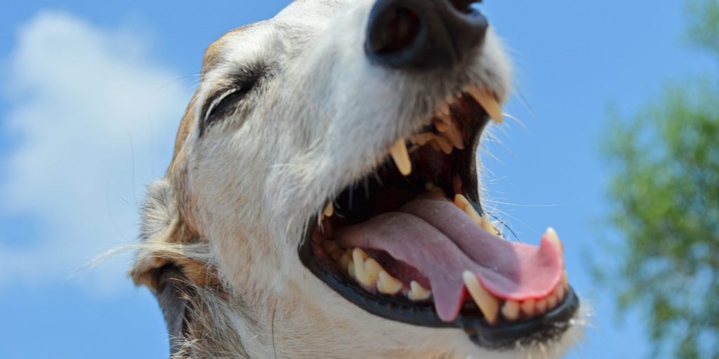 Как определить возраст собаки: посмотрите на зубы