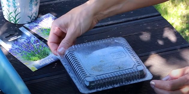 Как вырастить лаванду в домашних условиях: накройте контейнер крышкой