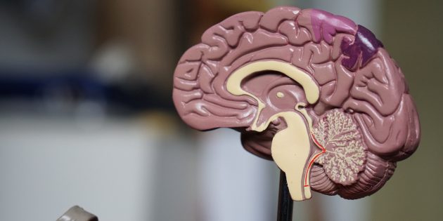 9 мифов о человеческом мозге, в которые вы верите абсолютно зря