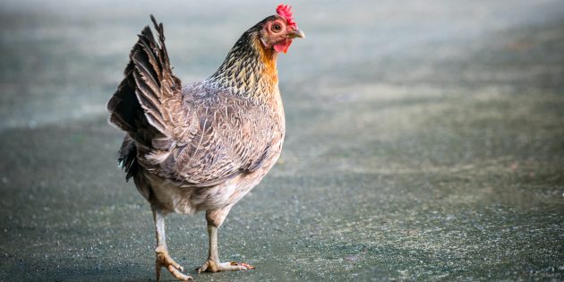 Эволюция и мифы: курицы не потомки тираннозавров