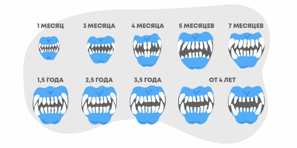 Схема развития зубов у собак