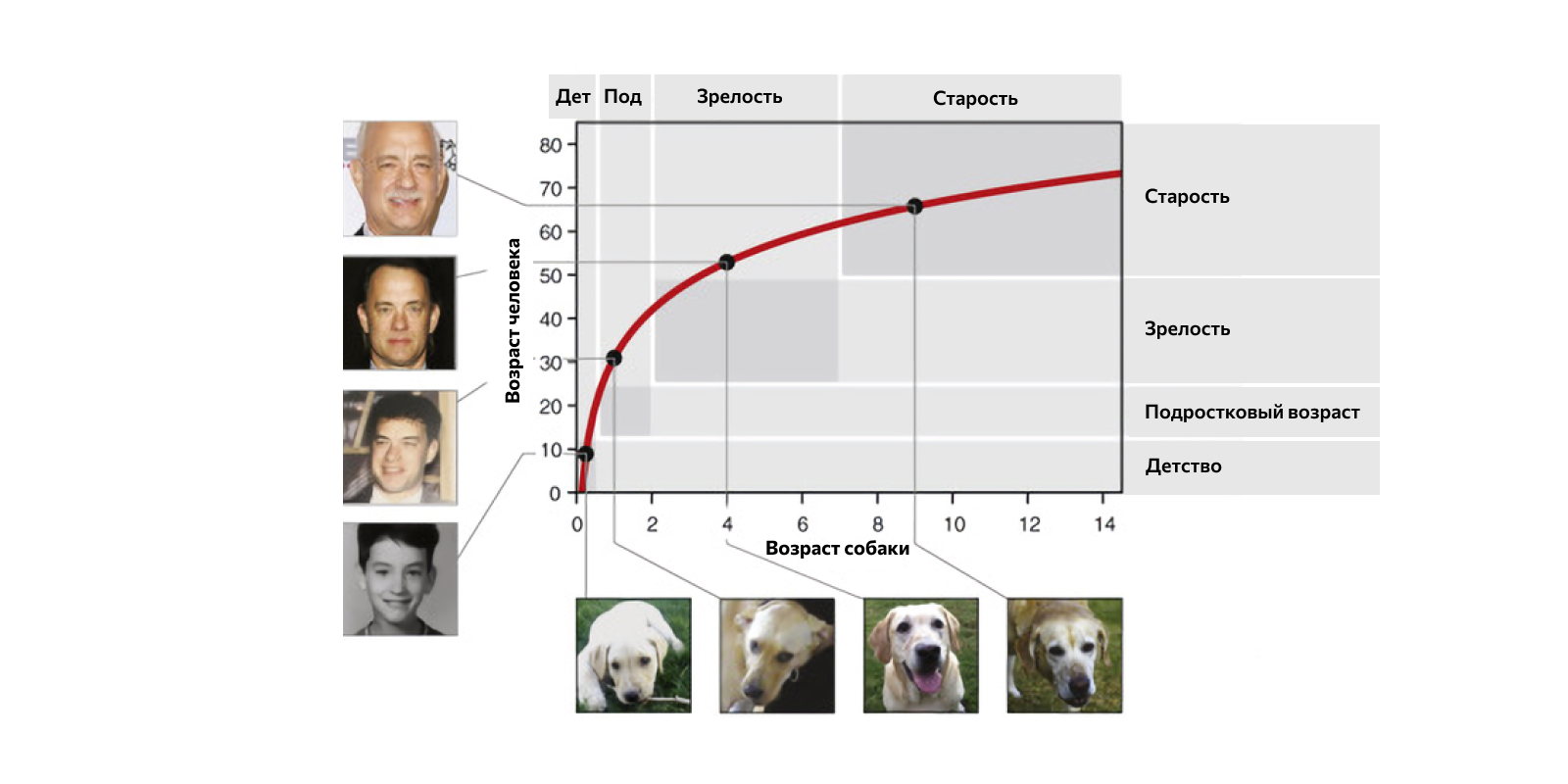 Как определить возраст кошки или собаки - Лайфхакер
