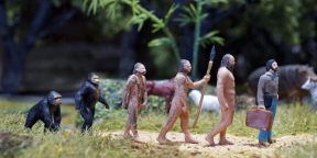 «Выживает сильнейший»: 10 самых известных мифов об эволюции