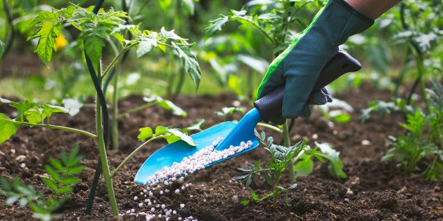 Как вырастить помидоры: чем подкормить рассаду