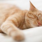 Почему кошки так много спят