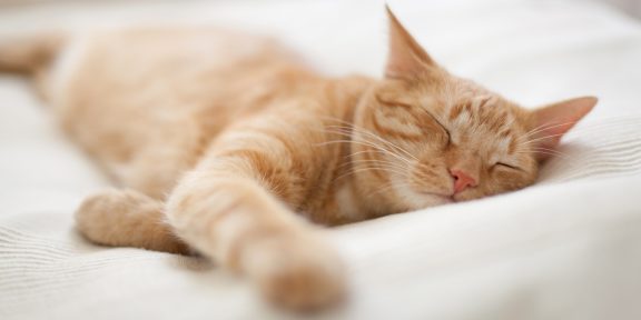 Почему кошки так много спят